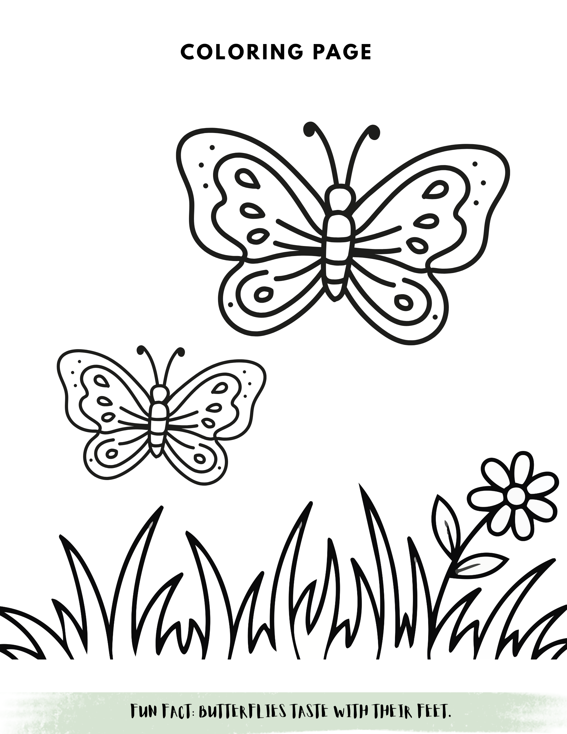 Life Cycles Activity Book for Kids (Printable PDF)