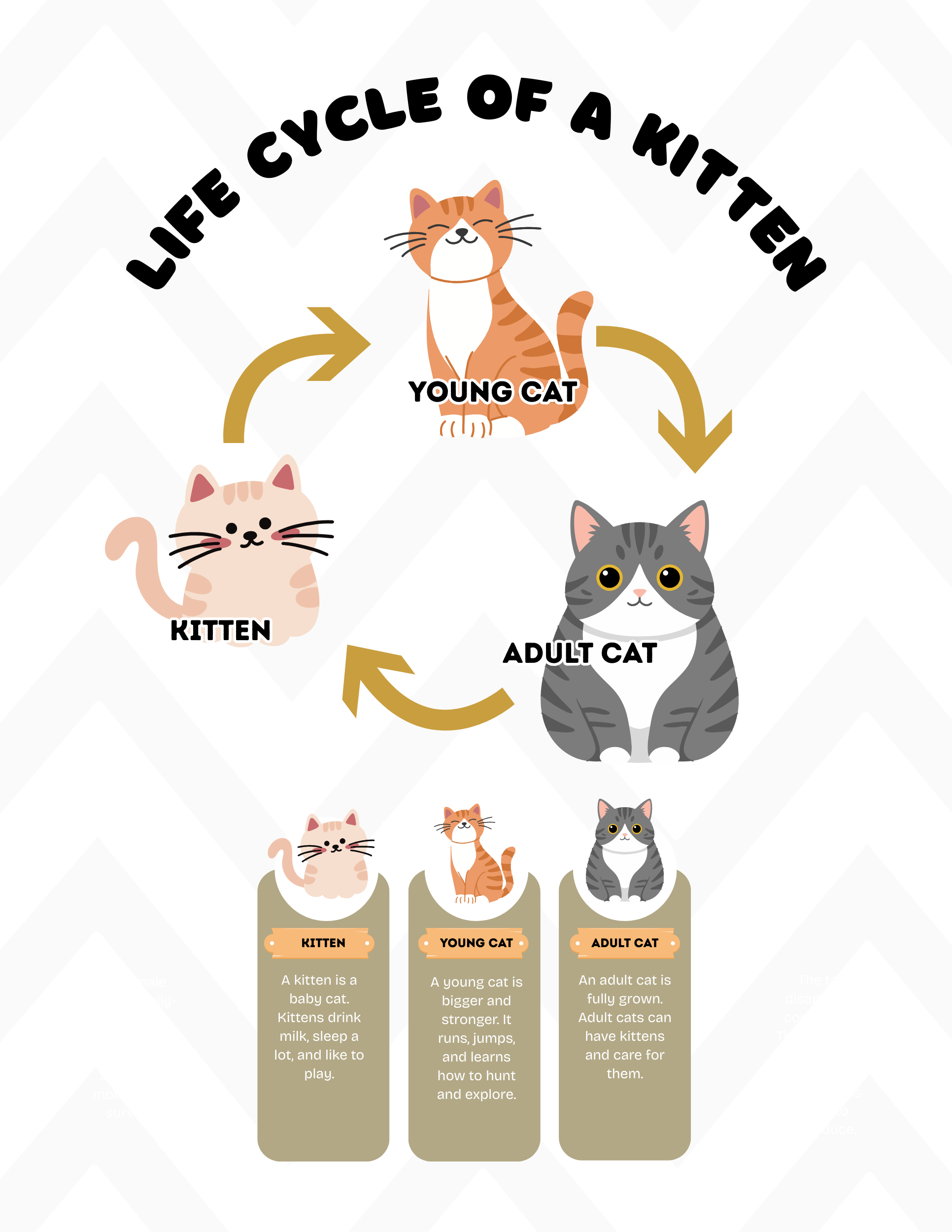 Life Cycles Activity Book for Kids (Printable PDF)